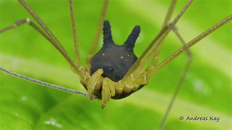 Bunny harvestman: Spider, dog, rabbit, and Totoro。